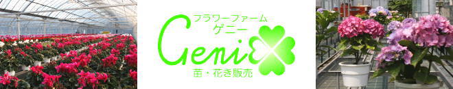 フラワーファームゲニー